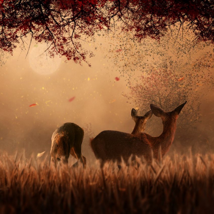  Caras Ionut ( 2)