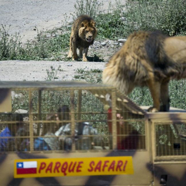 Safari Lion Zoo 