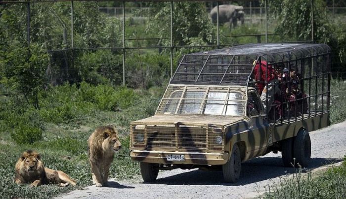Safari Lion Zoo 