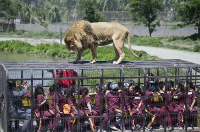 Safari Lion Zoo 