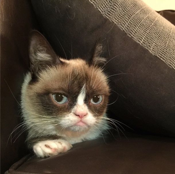 Grumpy Cat -   100 