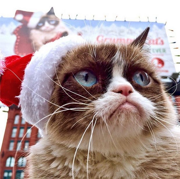 Grumpy Cat -   100 