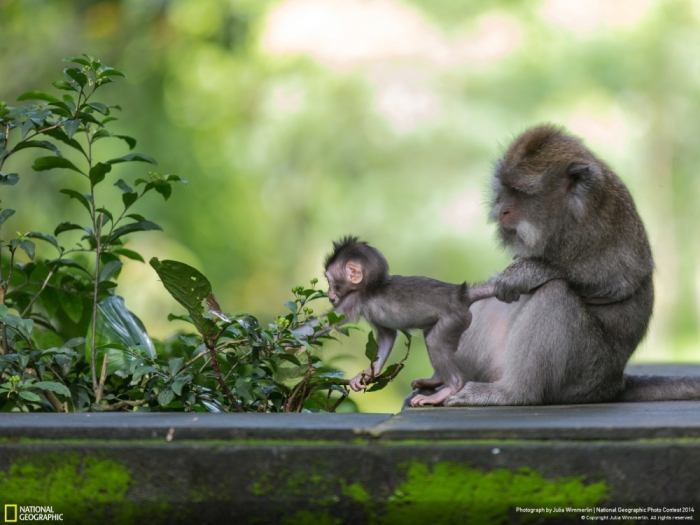   National Geographic 2014