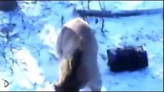 Медведь загнал охотников на дерево и угнал машину