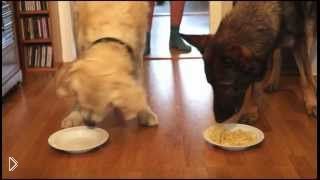 Spaghetti Eating Competition: Golden Retriever vs German Shepherd.