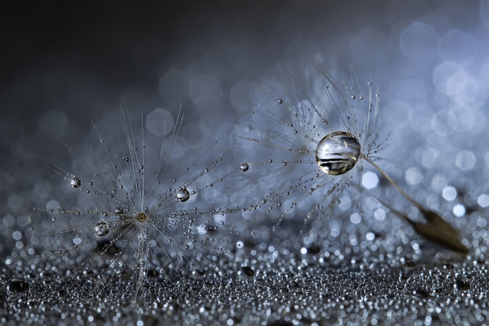    Miki Asai