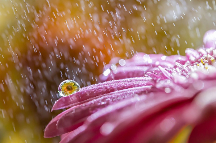    Miki Asai