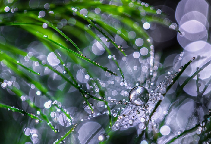    Miki Asai