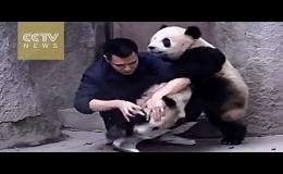Панды чуть не порвали работника зоопарка