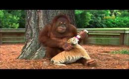 Орангутан усыновил тигрят