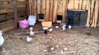 Как общаться со своими цыплятами