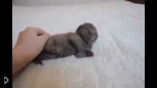 Новорожденный ласковый котенок