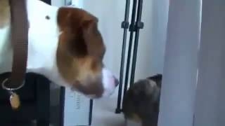 Поединок между собакой и котом! Кот боксирует пса!