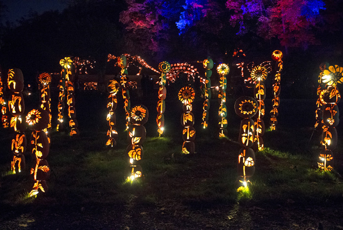  Great Jack O' Lantern Blaze