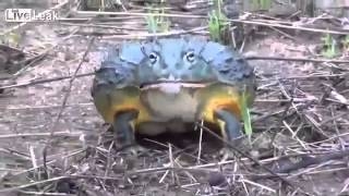 Зубастая африканская жаба. Просто жесть!