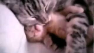 Очень милое видео про котенка