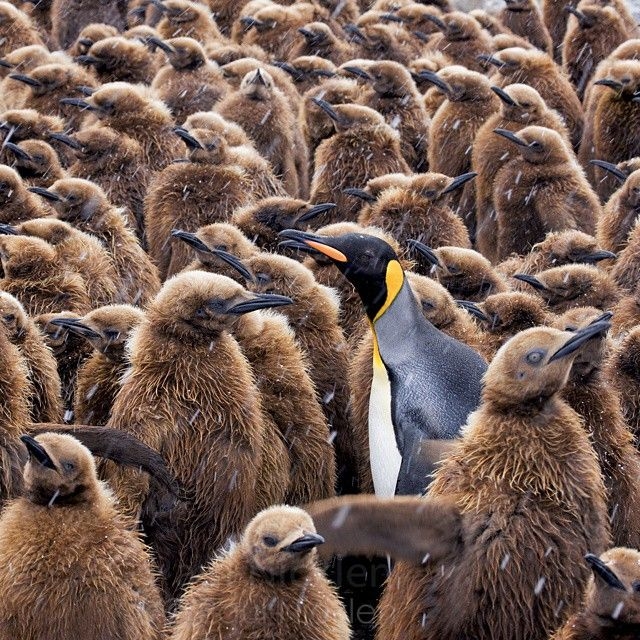  National Geographic  Instagram