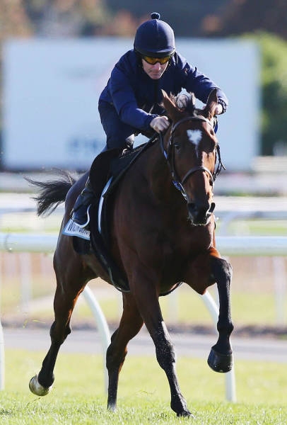   Geelong Cup