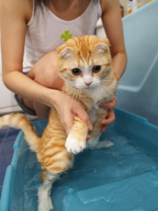 Котятам месяц можно купать. Купание кошки. Котенок купается. Мытье кошки. Кошку моют.