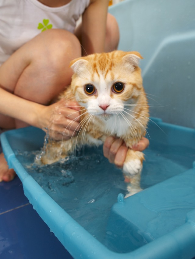 Купание котенка. Купание кошки. Кот купается. Котенок купается. Кошка моется.