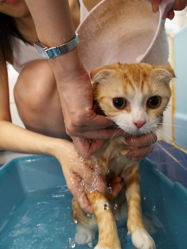 Купание котенка. Кошка купается. Кошка моется. Котенок купается. Кошечка купается.