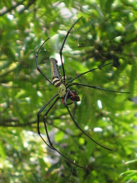 Подборочка пауков (42 фото)