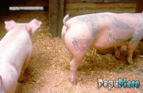 Какие татуировки делают свиньям? (фото)