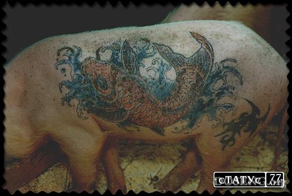 Какие татуировки делают свиньям? (фото)