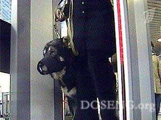 Собака спасла авиалайнер со 140 пассажирами на борту