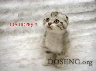  :    doseng