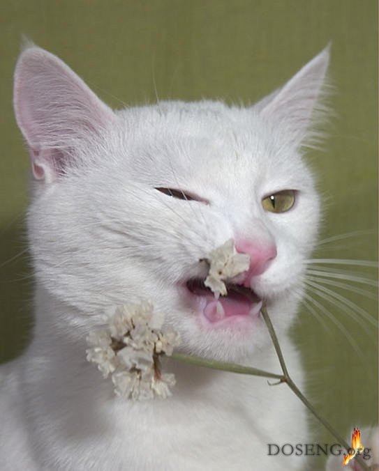 Кошки нюхают ртом. Кот нюхает. Кот обнюхался. Бешеная белая кошка. Кот нюхает цветы.