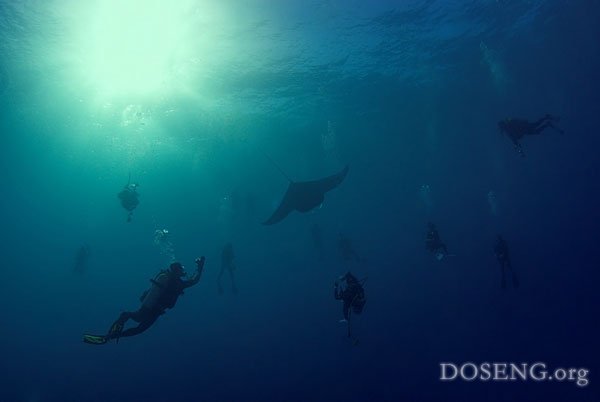 Загадочный подводный мир (21 фото)