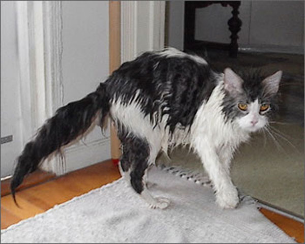 Мокрые коты (19 фото)