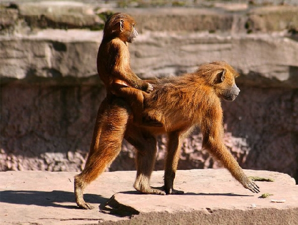 Смешные обезьянки (20 фото)