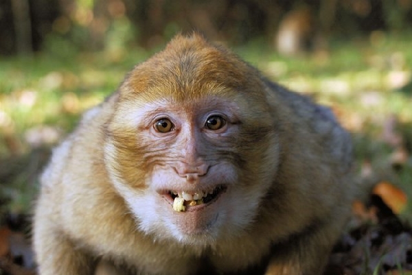 Смешные обезьянки (20 фото)