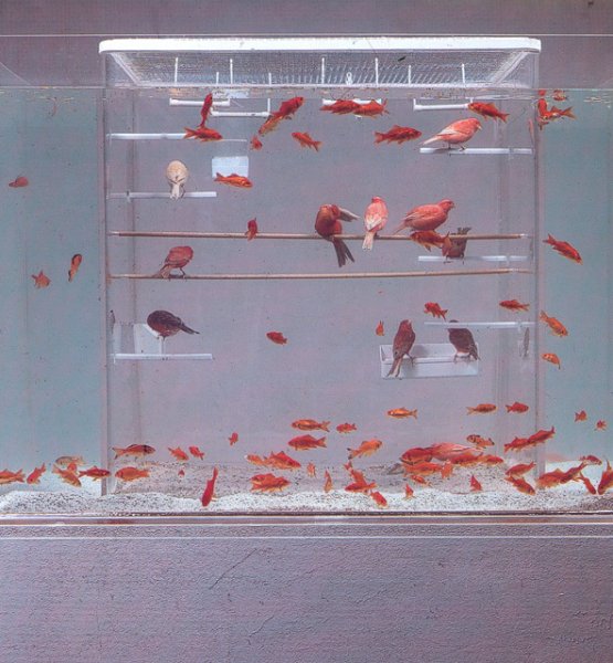 Что будет, если объединить клетку для птиц с аквариумом?