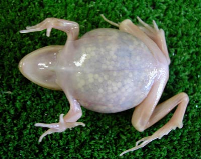 Ученые создали прозрачную лягушку(3 фото)