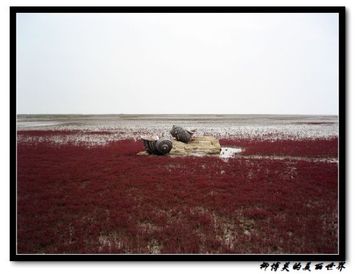 Красная песчаная отмель в Китае (9 фото)