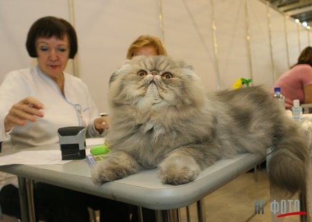Выставка кошаков в Москве (22 фото)