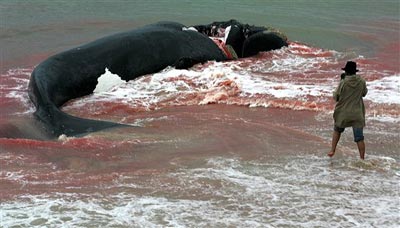 Браконьерская охота за китами
