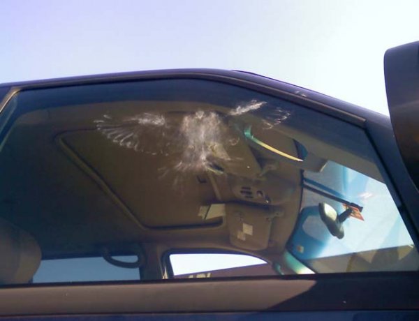 Загадочный отпечаток птицы на стекле машины (4 фото)