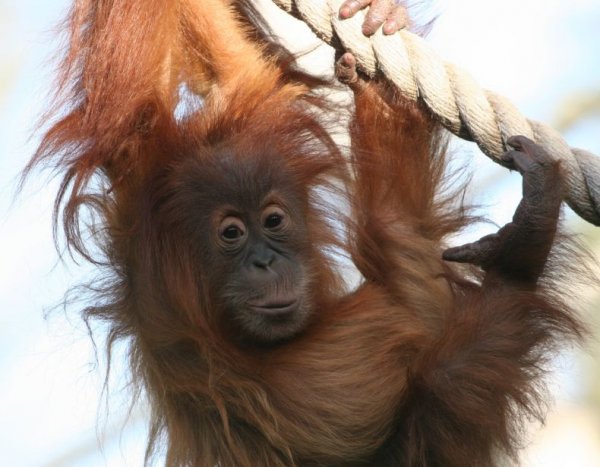 Очень позитивные фотографии с орангутанчеками