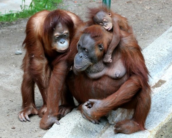 Очень позитивные фотографии с орангутанчеками