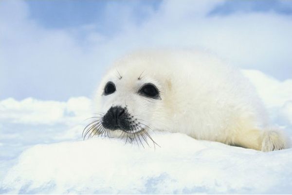 Маленькие тюленята (24 фото)