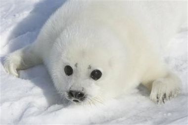 Маленькие тюленята (24 фото)