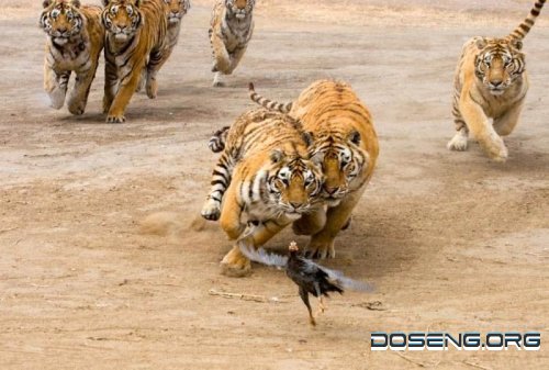 Тренировка тигров