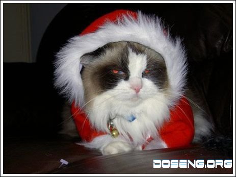 Рождественские коты (15 фото)