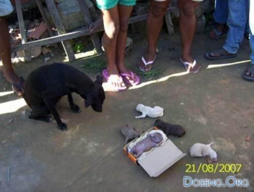 Бразильский щенок родился похожим на человека (6 фото)