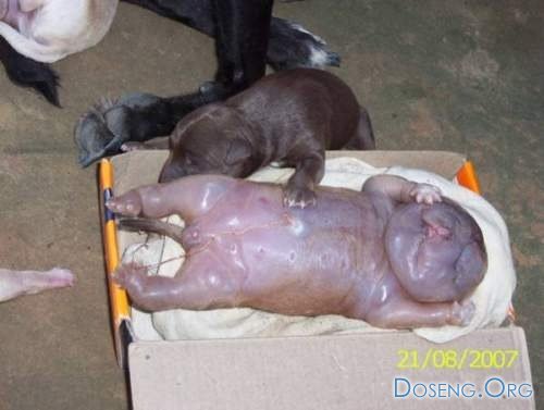 Бразильский щенок родился похожим на человека (6 фото)