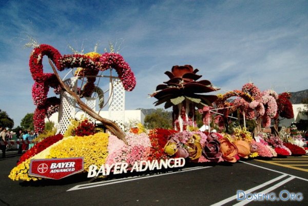 Удивительный парад цветов в Америке (34 фото)